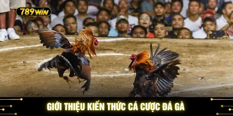 Giới thiệu kiến thức cá cược đá gà